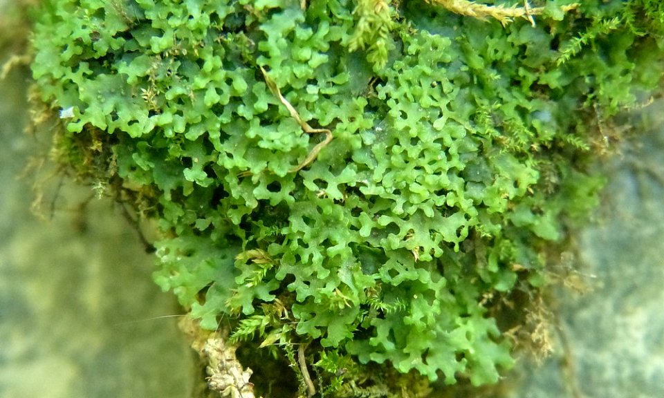 Apopellia endiviifolia 67745394