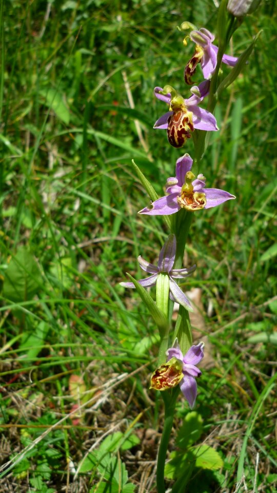 German orchid rarely mountain meadow