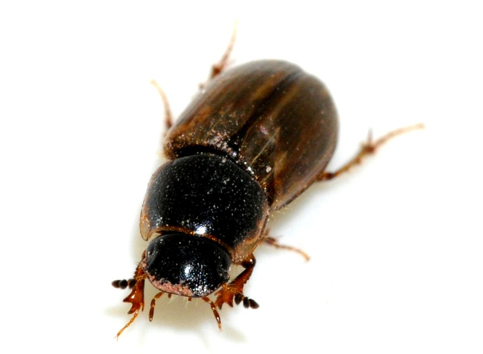 Aphodius-sphacelatus-07-fws