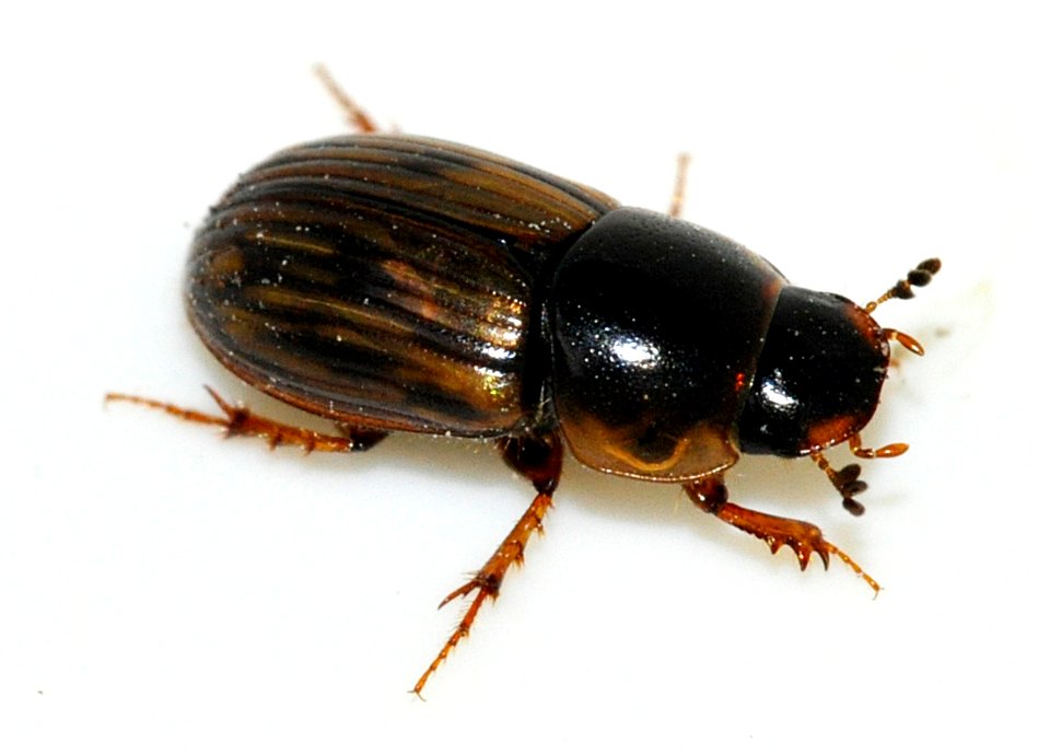 Aphodius-sticticus-13-fws