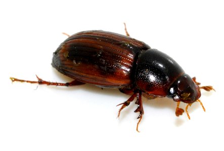 Aphodius-rufus-02-fws