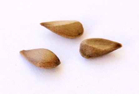Apple seeds Ontario photo