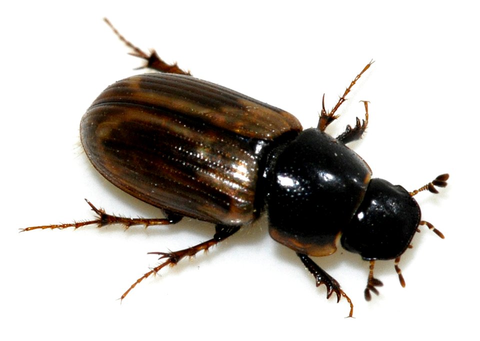 Aphodius-prodromus-06-fws
