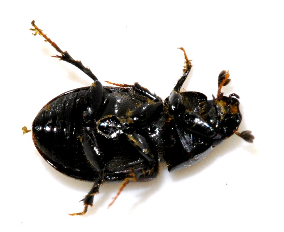 Aphodius-alpinus-07-fws