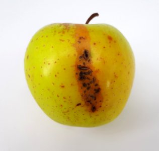 Apple scab 2017 A