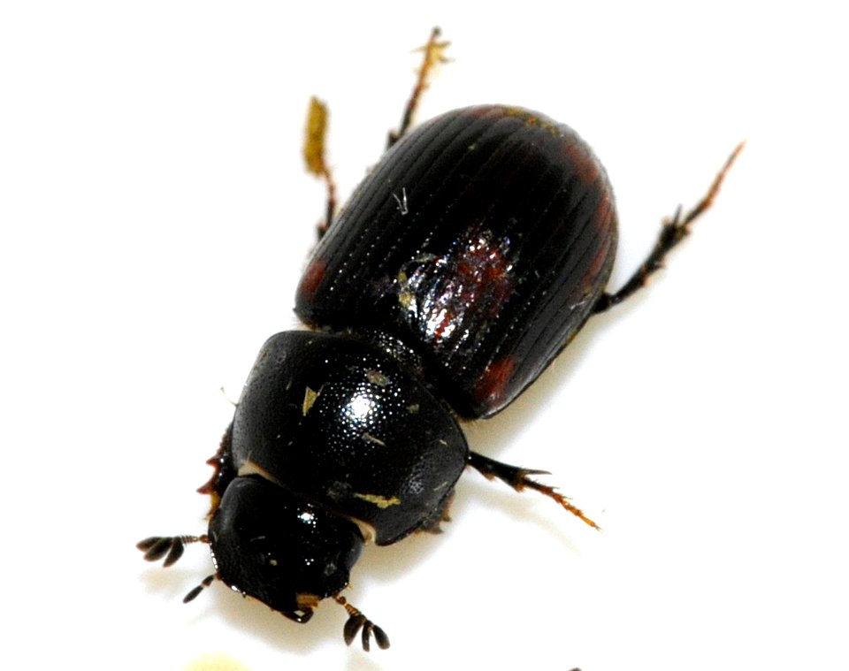 Aphodius-alpinus-04-fws