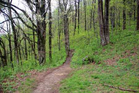 Appalachian Trail, Woody Gap, April 2017 photo