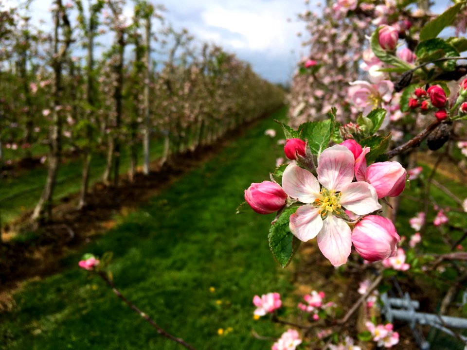 Appelplantage in Ressen (Lingewaard)