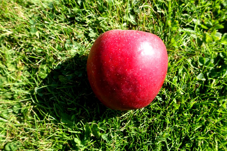 Apple - Bergianska trädgården - Stockholm, Sweden - DSC00573