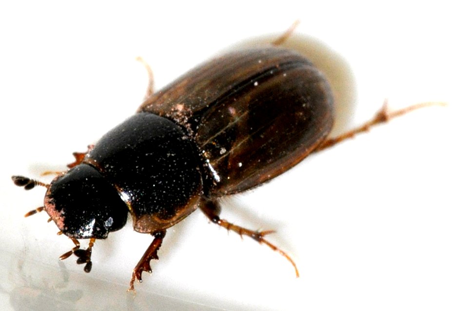 Aphodius-sphacelatus-03-fws