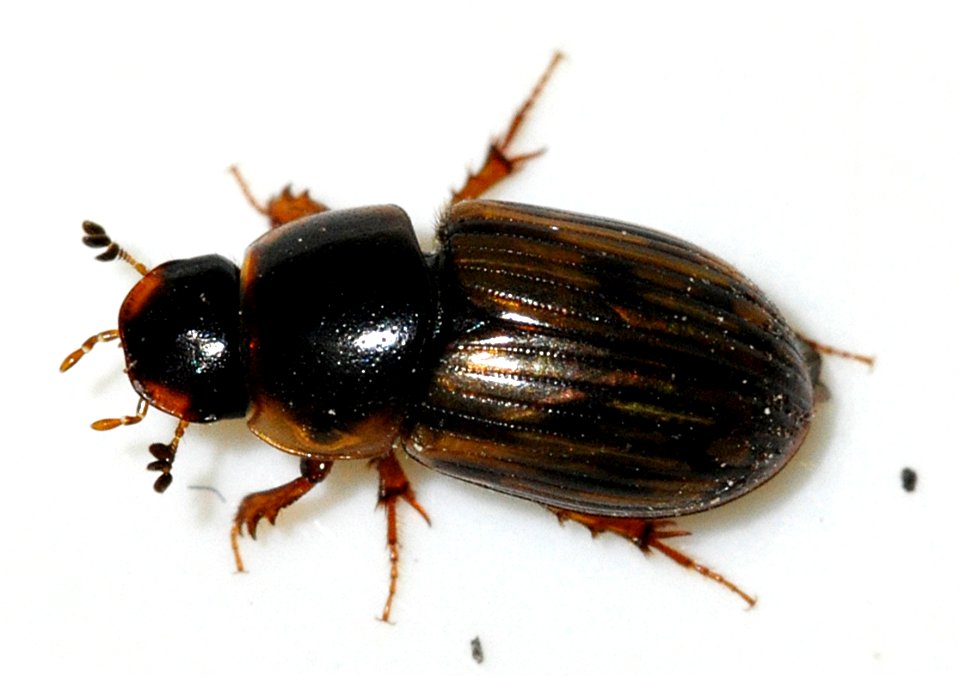 Aphodius-sticticus-11-fws