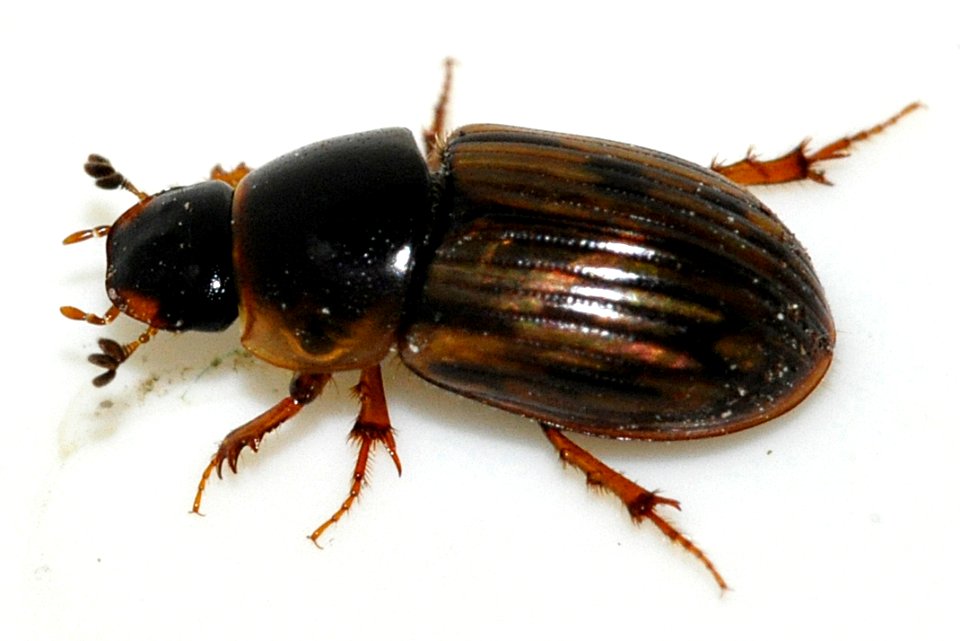 Aphodius-sticticus-06-fws