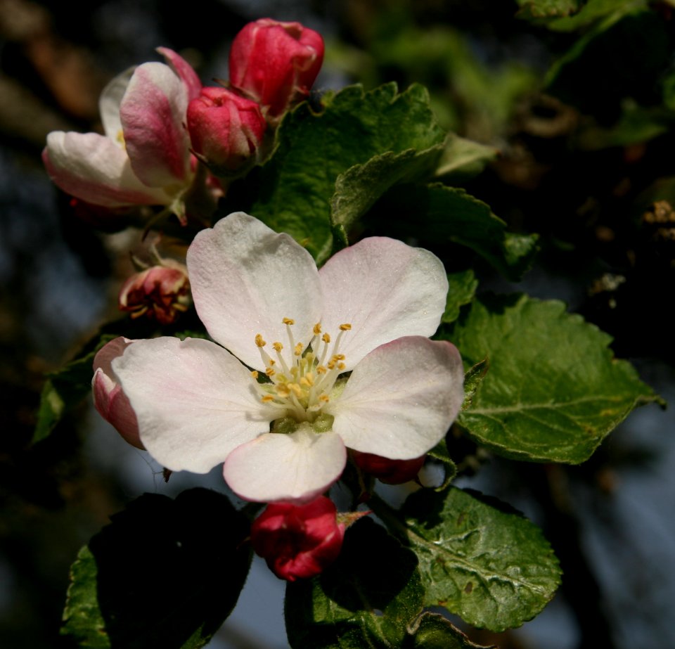 Apple Blossom Graue Französische Renette