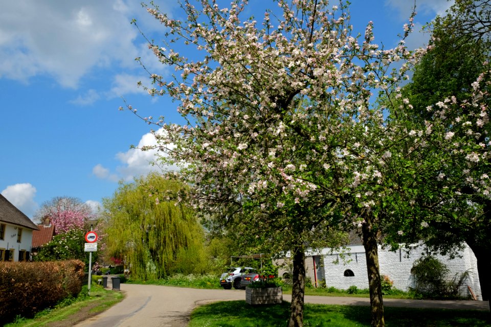 Appelbomen in het centrum van Enspijk
