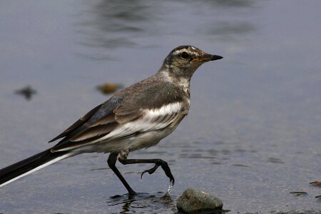 Young bird wild birds pond
