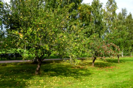 Apple trees in Barkedal 2 photo