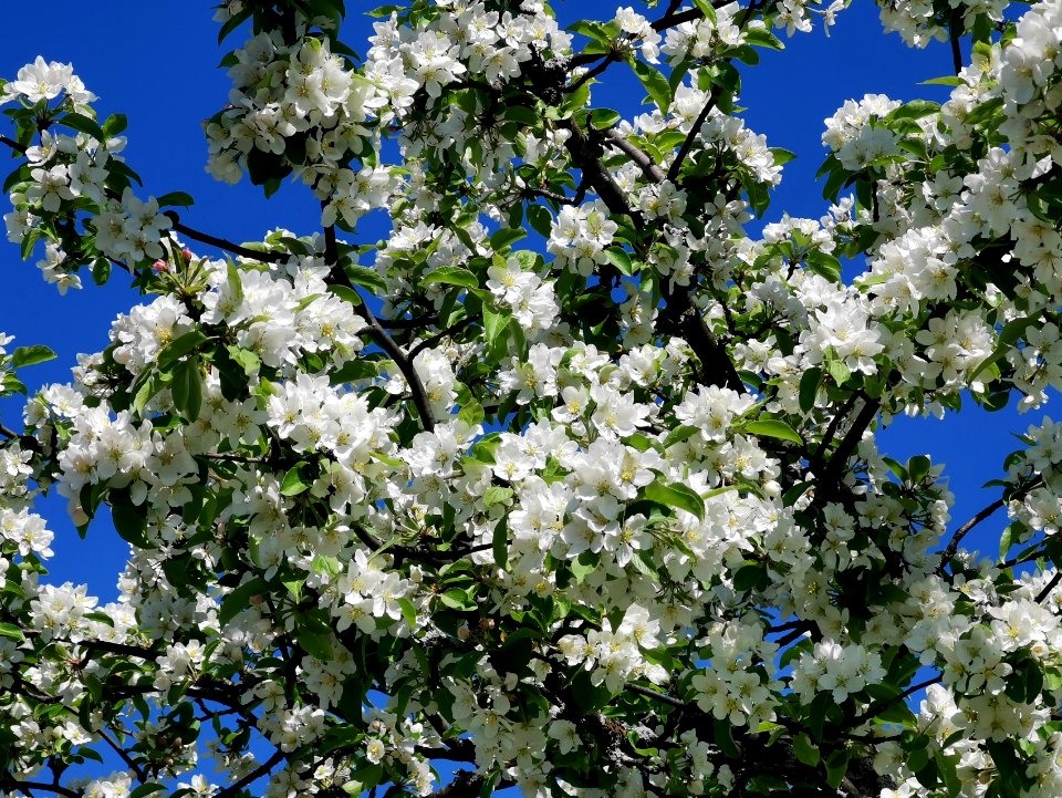Apple tree Heinätori Park Oulu 20210605 01