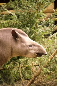 Zoo tiergarten perissodactyla