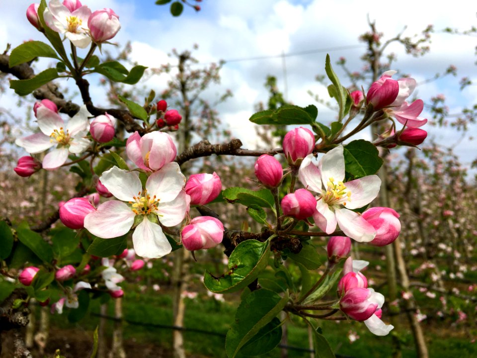 Apple plantation in Ressen (Lingewaard)