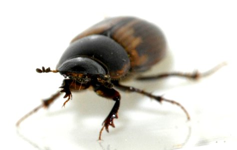 Aphodius-prodromus-05-fws