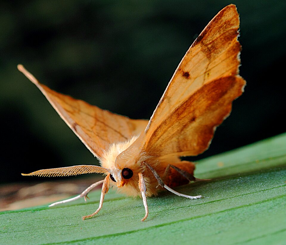 British nature insect