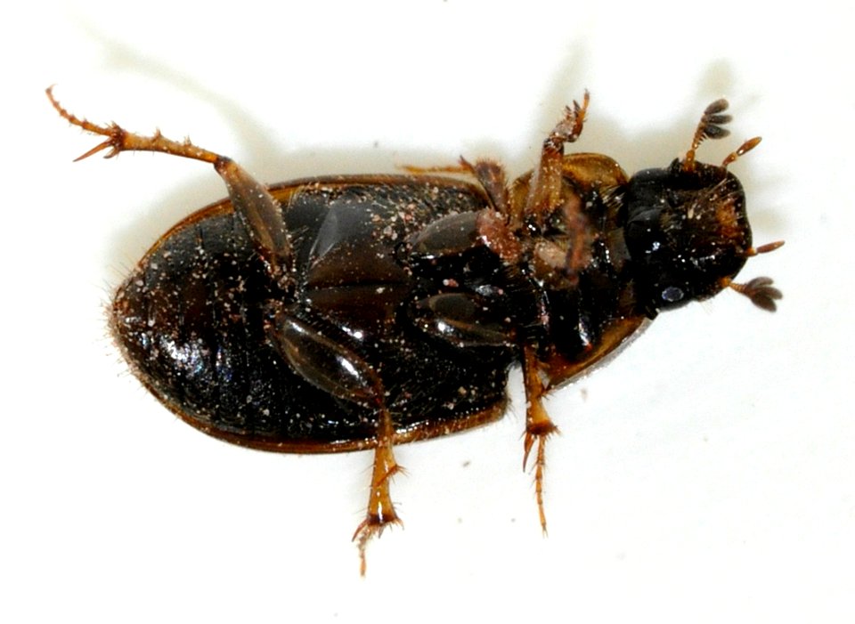 Aphodius-sphacelatus-02-fws