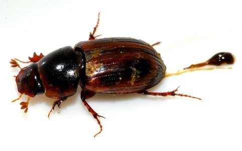 Aphodius-rufus-09-fws