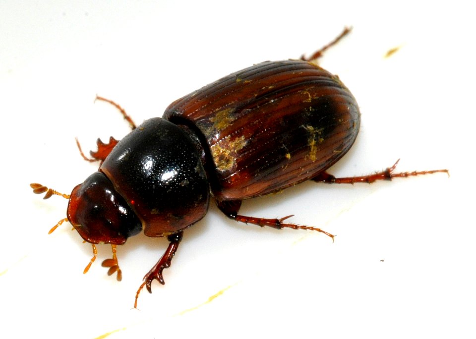 Aphodius-rufus-01-fws