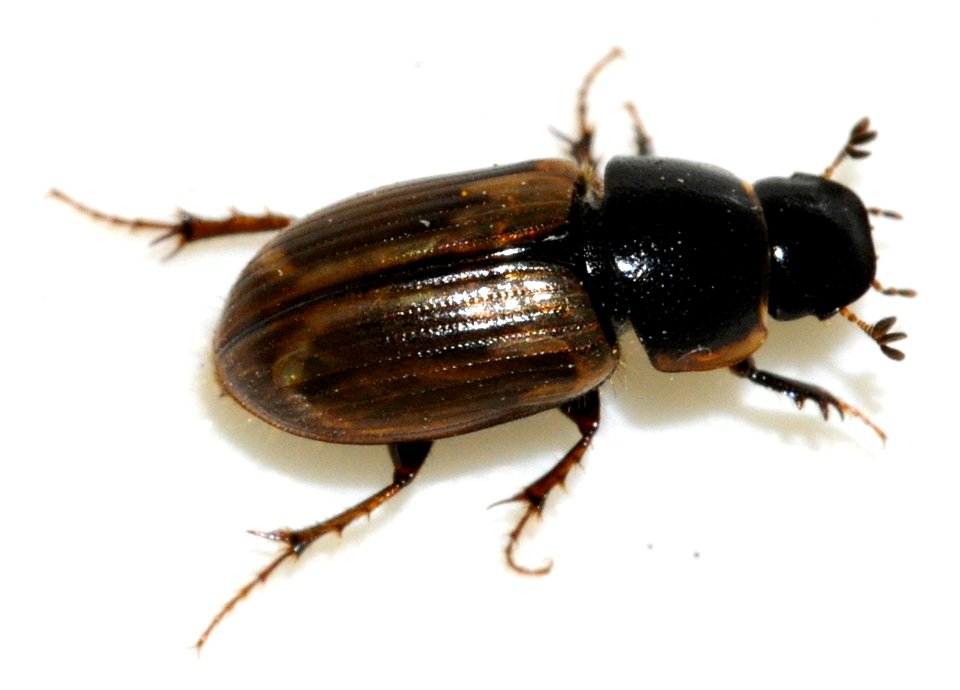 Aphodius-prodromus-08-fws