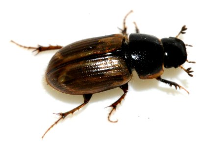 Aphodius-prodromus-08-fws