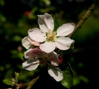 Apple Blossom Jacques Lebel