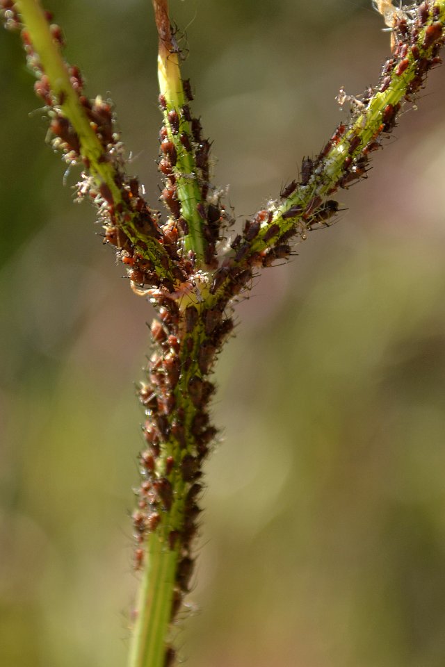 Aphids on thistle stalk