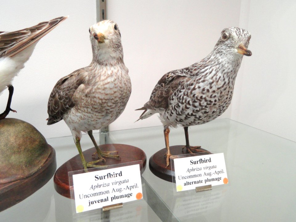 Aphriza virgata - Pacific Grove Museum of Natural History - DSC06728