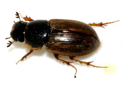 Aphodius-sphacelatus-06-fws