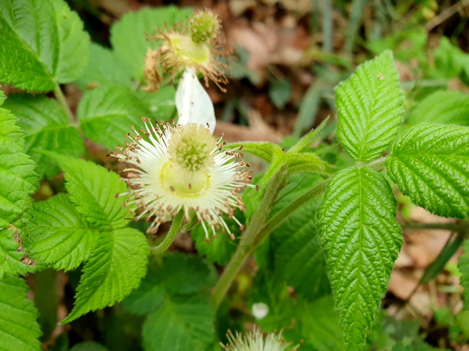 April plants at Institute for Nature Study 15