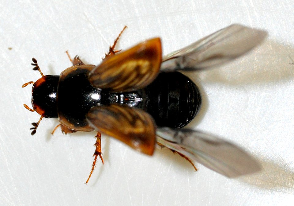 Aphodius-sticticus-09-fws