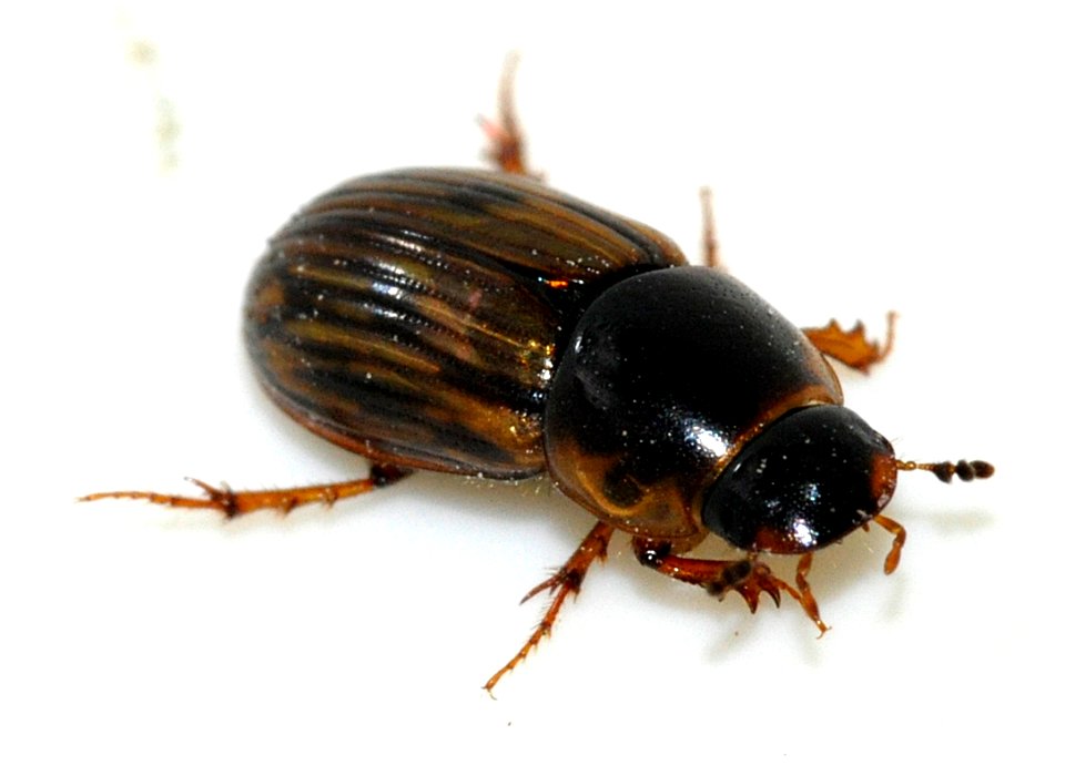 Aphodius-sticticus-04-fws