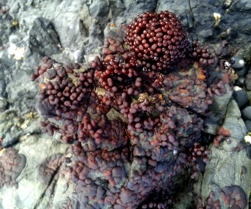 Apophlaea sinclairii by Peter de Lange
