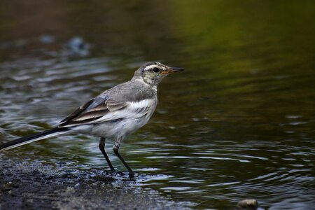 Young bird wild birds pond