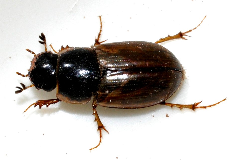 Aphodius-sphacelatus-01-fws
