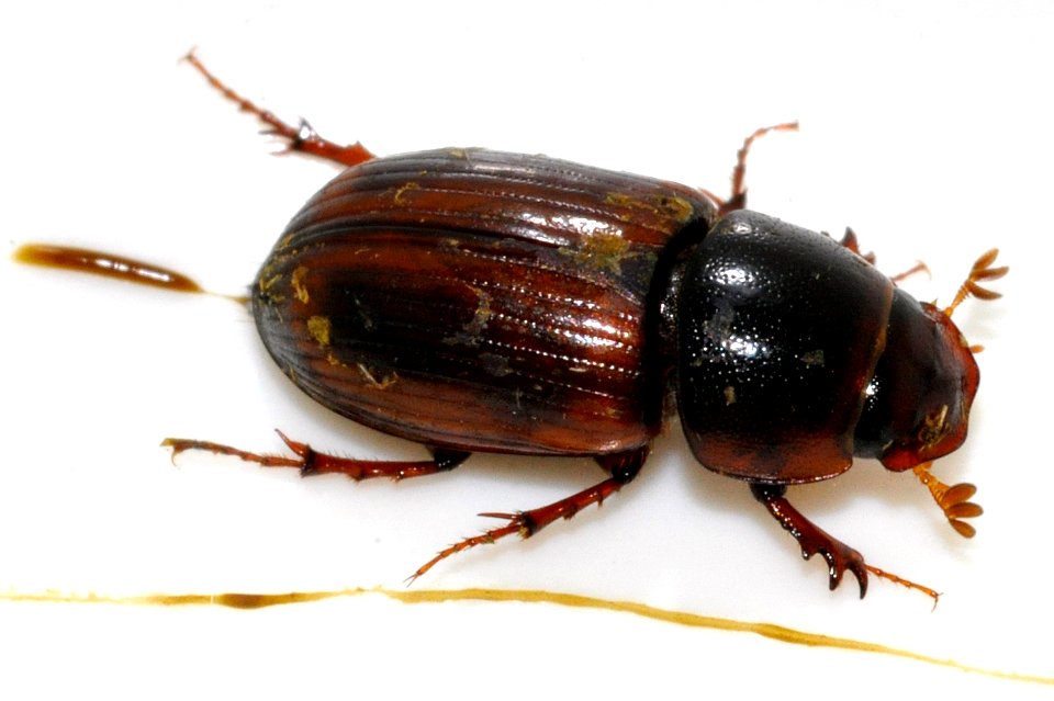 Aphodius-rufus-05-fws