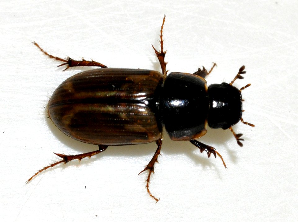 Aphodius-prodromus-09-fws