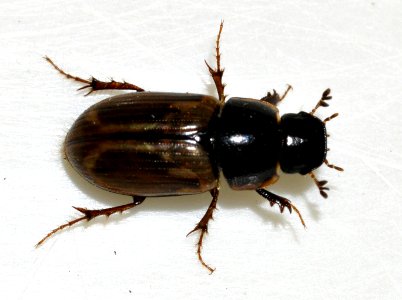 Aphodius-prodromus-09-fws