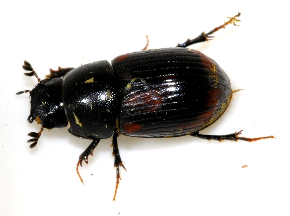 Aphodius-alpinus-08-fws