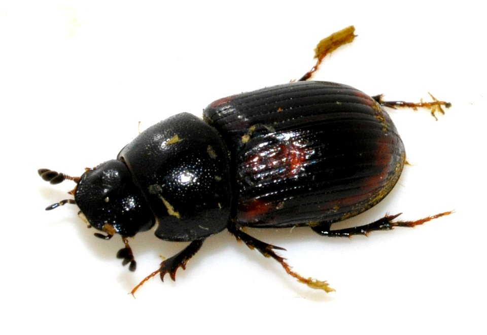 Aphodius-alpinus-01-fws