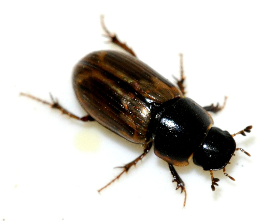 Aphodius-prodromus-04-fws