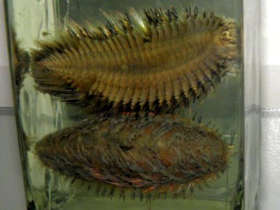 Aphrodita australis