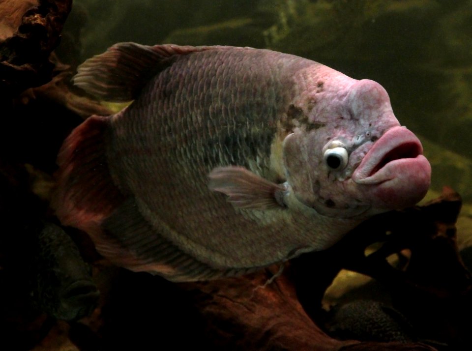 Aquarium tropical de Pierrefitte-Nestalas 03082018 Gourami géant 2