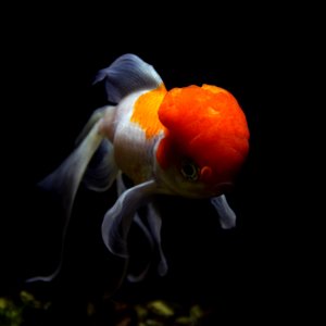 Aquarium tropical de Pierrefitte-Nestalas 03082018 Carassius auratus Lionhead goldfish 3