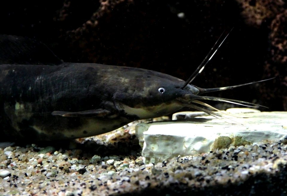 Aquarium tropical de Pierrefitte-Nestalas 03082018 Clarias batrachus 4